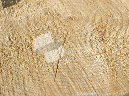 Image of Wood rings