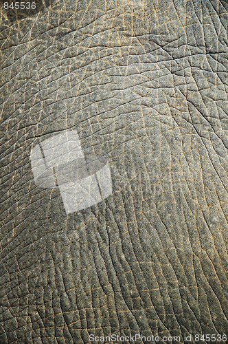 Image of Abstract texture from an elephant skin