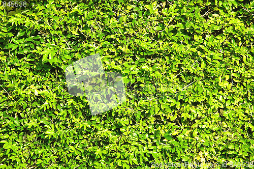 Image of Abstract texture fresh green foliage