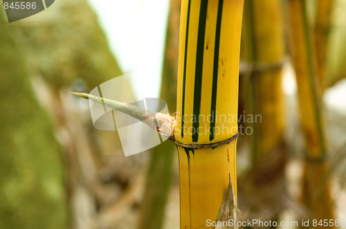 Image of Bamboo