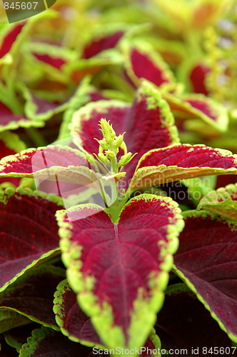 Image of Close up of leave