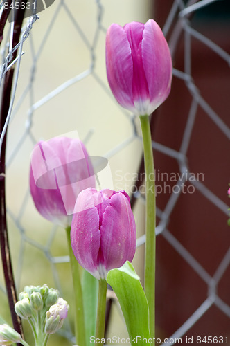 Image of Purple tulips