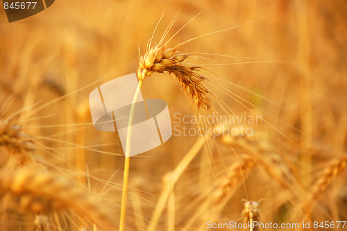 Image of wheat before harvest
