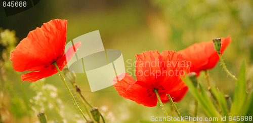 Image of red poppies on green field