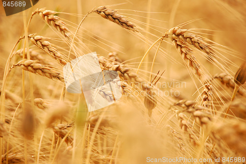 Image of wheat before harvest