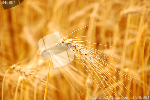 Image of wheat before harvest