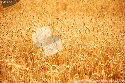 Image of wheat before harvest