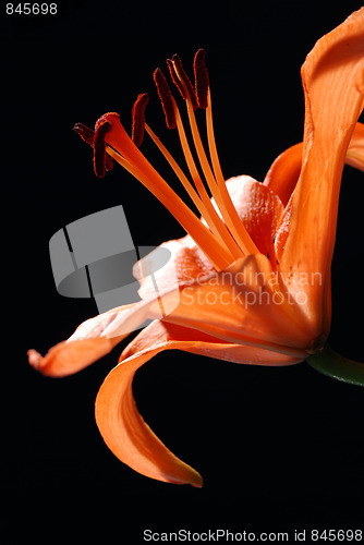 Image of Lilly flower 