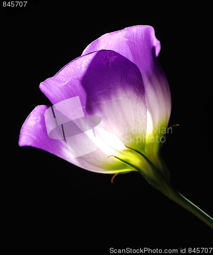 Image of purple tulip 