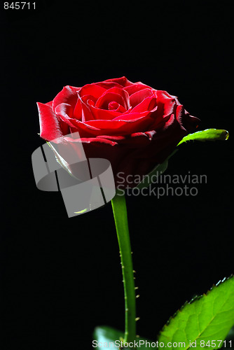 Image of Red rose 