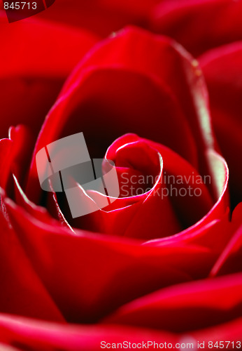 Image of red rose
