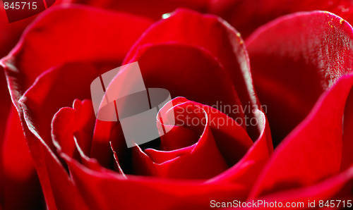 Image of red rose