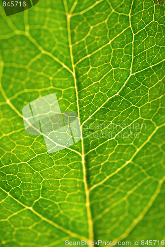 Image of Green leaf texture