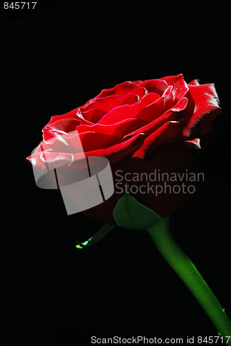 Image of Red rose