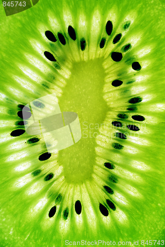Image of photo of a kiwi