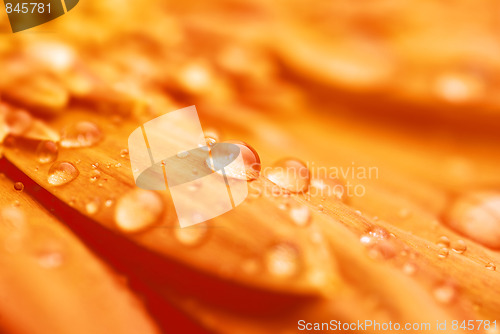 Image of macro of a gerber daisy