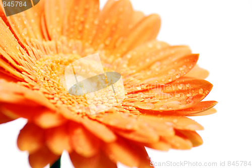 Image of macro of a gerber daisy 