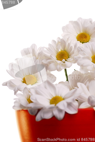 Image of White daisies