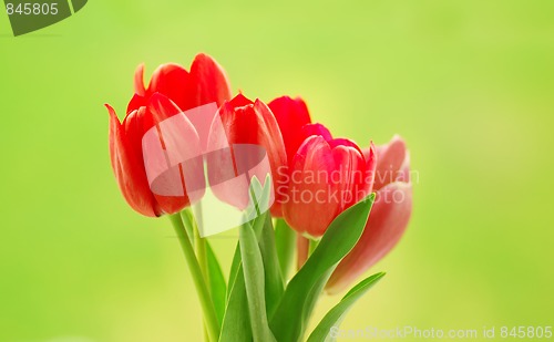 Image of tulips