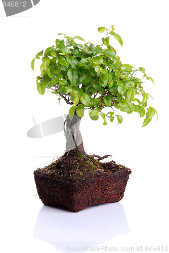 Image of Bonsai tree