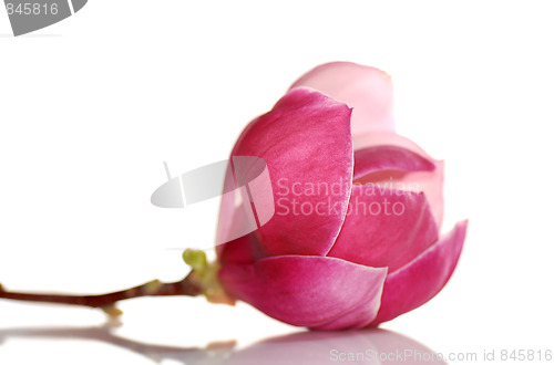 Image of magnolia flower