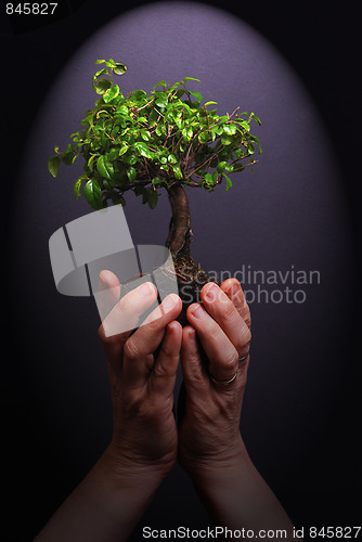 Image of plant in hands  