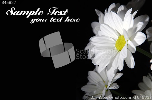 Image of Beautiful white flowers