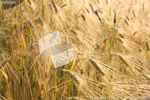 Image of Wheat