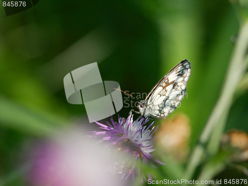 Image of Butterfly