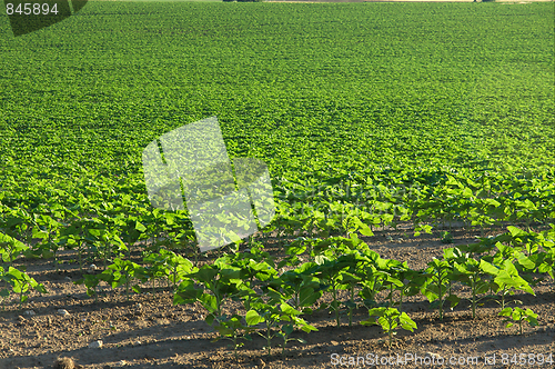 Image of Agriculture