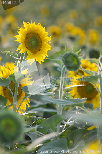 Image of Sunflowers