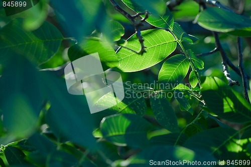 Image of Leaves