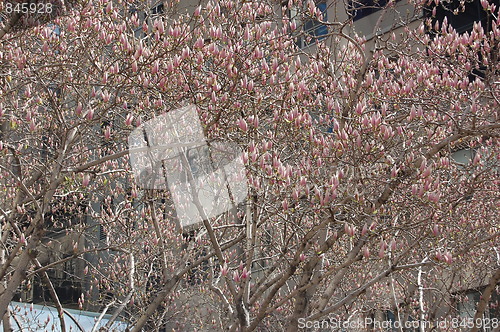 Image of Magnolia tree