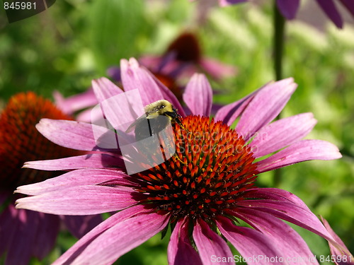 Image of Bee on a flower.