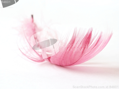 Image of Feather