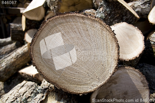 Image of Sliced oak fire wood