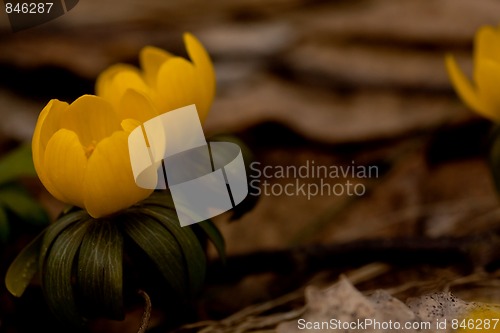 Image of winter aconite