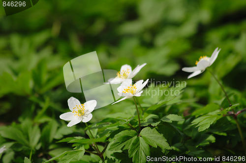 Image of spring flowers