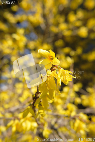 Image of yellow spring flowers