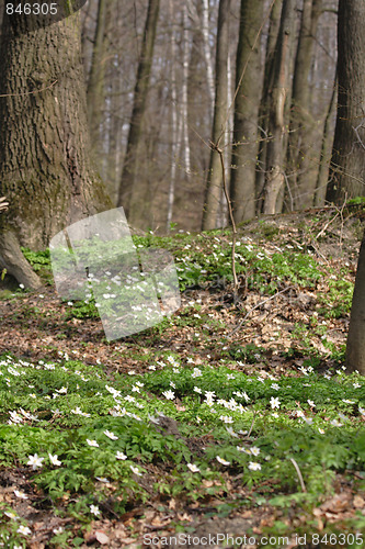 Image of spring forest
