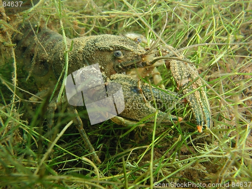 Image of Crawfish