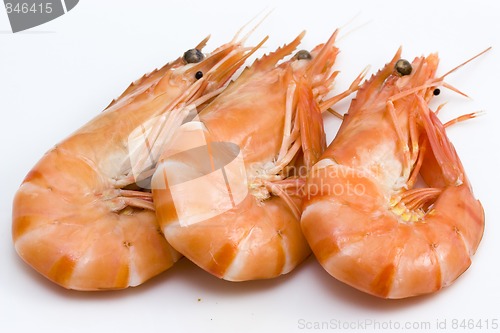 Image of shrimps