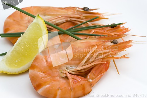 Image of shrimps