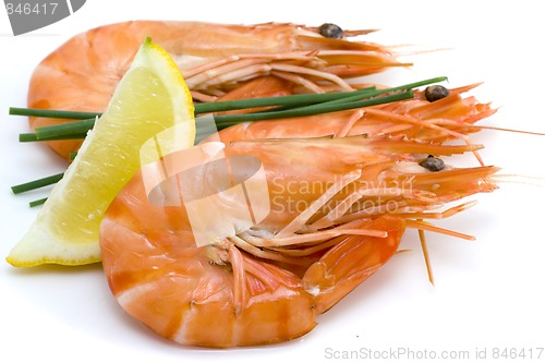 Image of shrimps