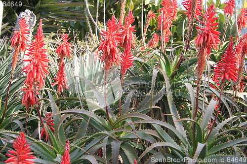 Image of Cactus flowers