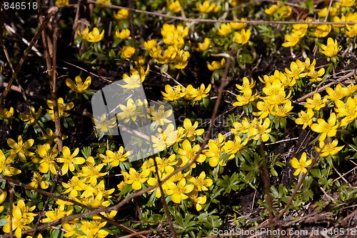 Image of winter aconites