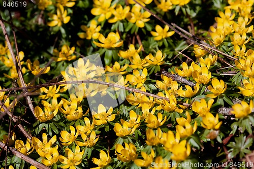 Image of winter aconites