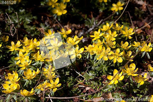 Image of winter aconites