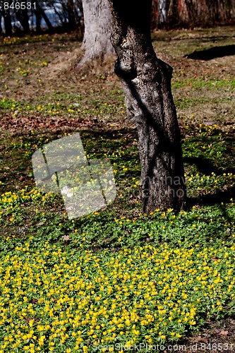 Image of winter aconites