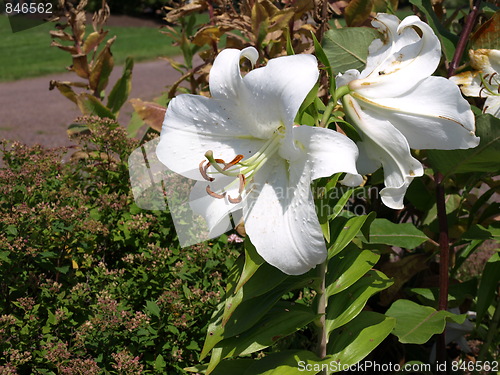 Image of Flowers.